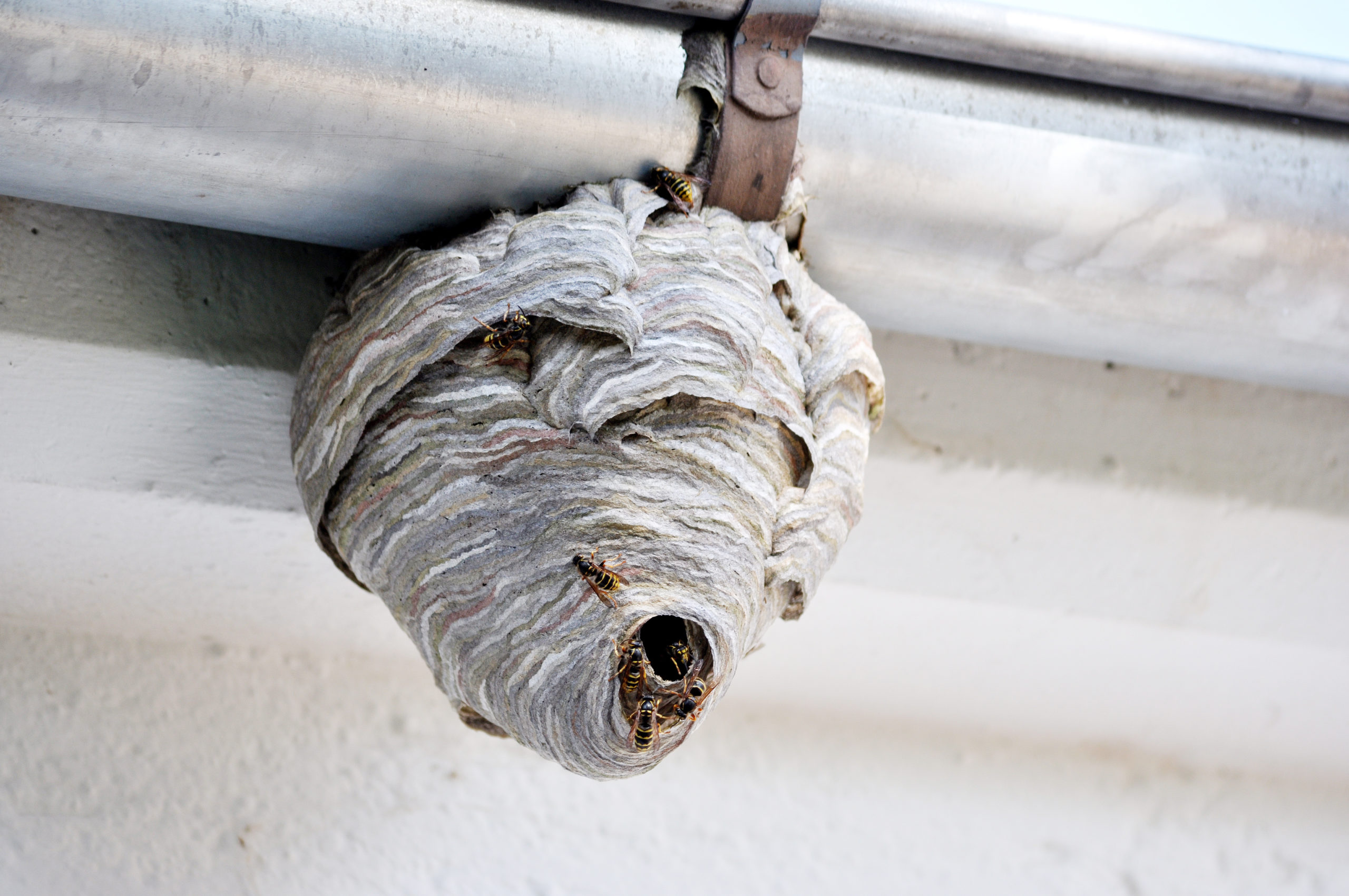 How To Keep Wasp Nests Out Of Your Home S Gutters